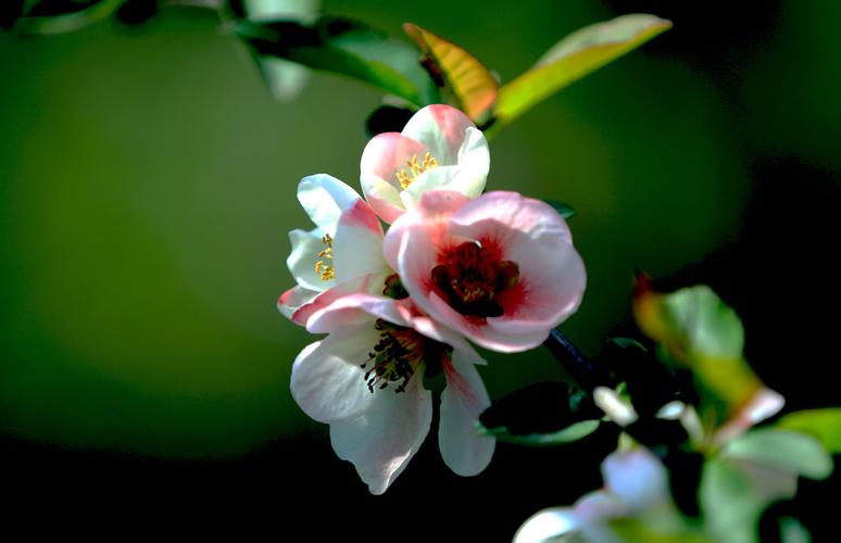 怎么把苹果系统王者荣耀转移到安卓系统_怎么把苹果系统王者荣耀转移到安卓系统